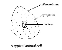 ANIMAL CELL