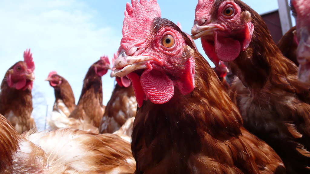 State three problems facing commercial poultry farming in Kenya