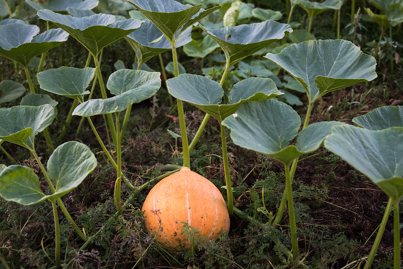 pumpkin agriculture in Kenya