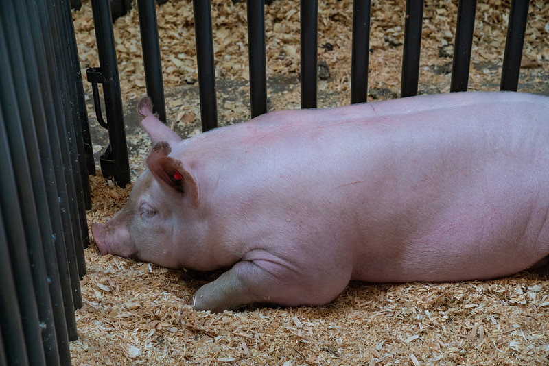 GIVE TWO REASONS WHY IT IS NECESSARY TO HAVE GUARD RAILS IN A FARROWING PEN.