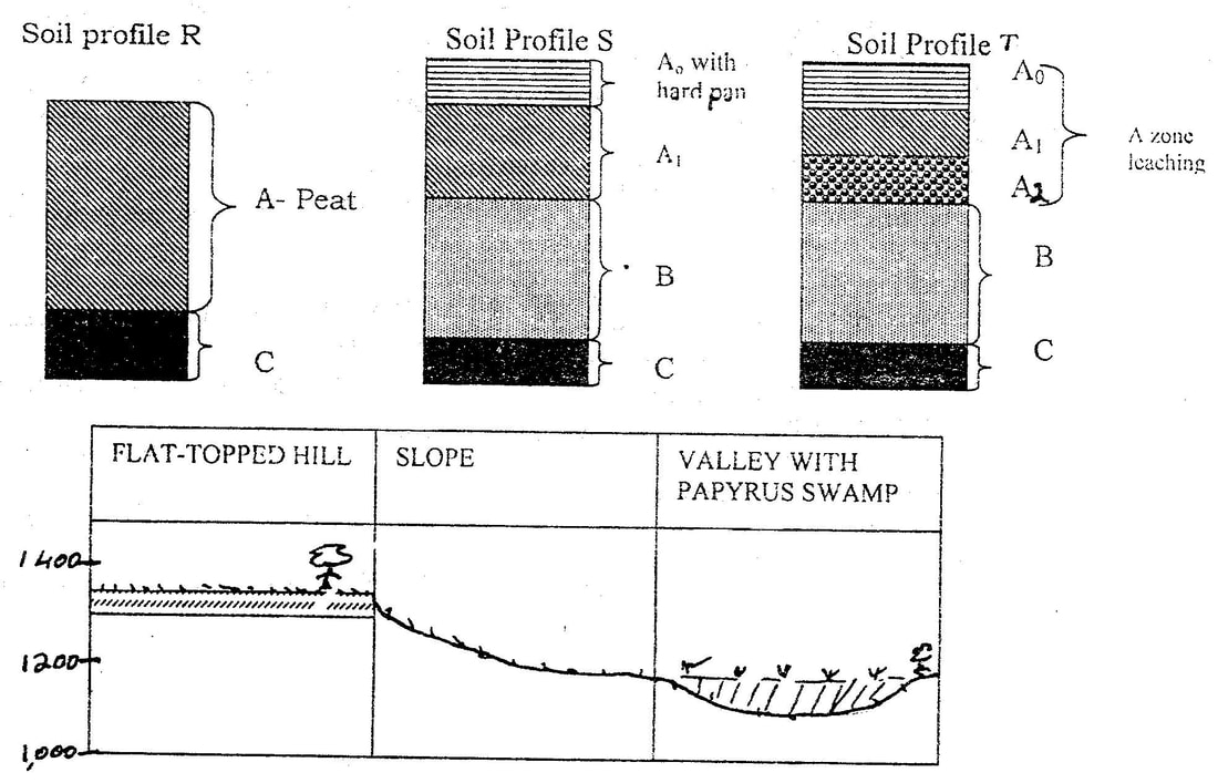 The diagram below shows a cross – section of a hillside and soil profiles that develop at different parts of the hillside