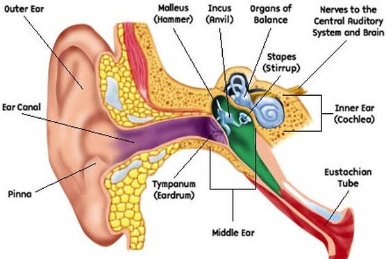 State the functions of the following parts of the human ear (Ossicles and Pinna)