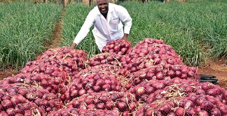 HOW TO MAKE MILLIONS FROM ONION FARMING IN KENYA