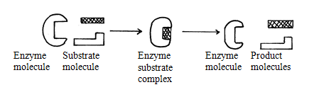 a biological reaction between an enzyme molecule and a substrate molecule