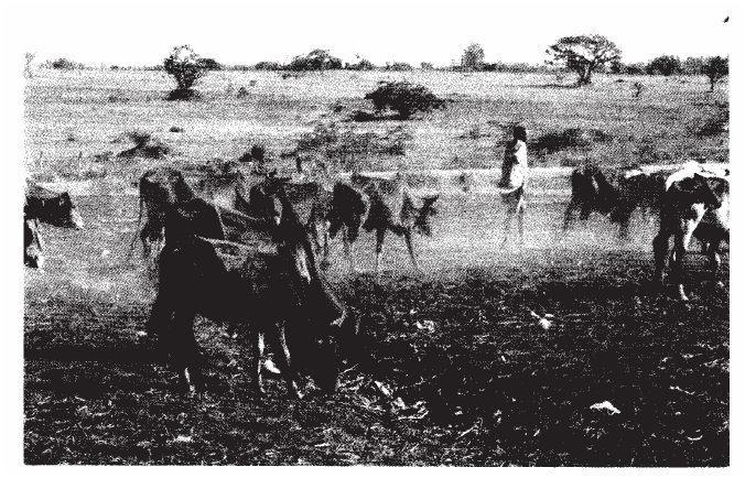  The photograph below show cattle rearing in an area in Kenya. Use it to answer question (a) a) i) Identify the type of photograph.  ii) Describe the features shown on the photograph.  iii) What three indicators show that the area was experiencing drought When the photograph was taken. b) Discuss nomadic pastoralist in Kenya under the following sub-headings; i) The cattle breeds kept  ii) The pattern of movement 