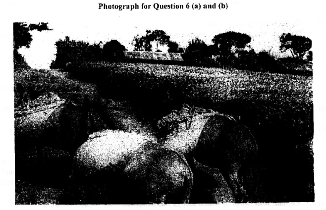 The photograph provided shows a tea growing area in Kenya. Use it to answer questions (a) and (b)