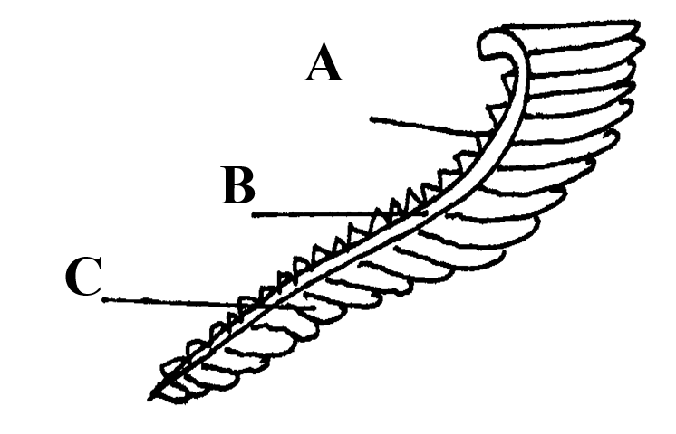 The diagram below represents the gills of a bony fish. Study it and answer the questions that follow