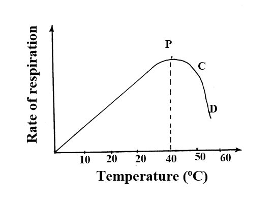 The graph below shows the effects of temperature on the rate of reaction of the enzymes salivary amylase