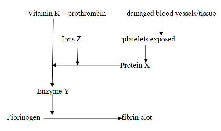 The scheme below illustrates the blood clotting process;