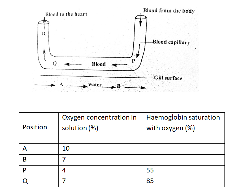 The diagram below represents the direction of flow of blood in a gill capillary. The percentage of oxygen in solution at position A, B, P, Q and R is given in the table below.